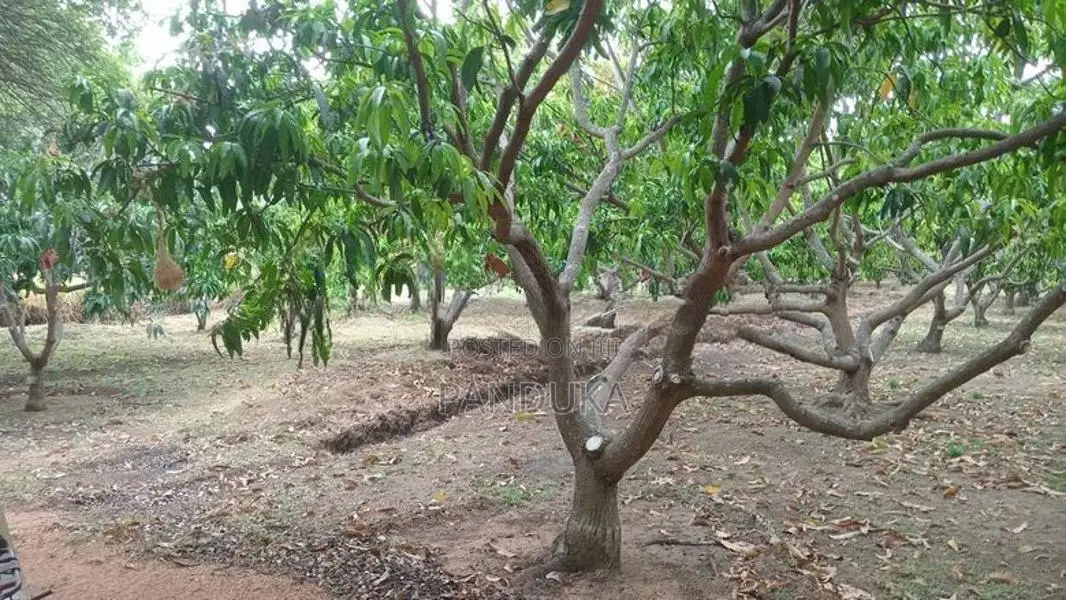 Mango Plantation Land for Sale in Dambulla