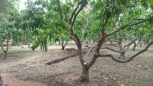 Mango Plantation Land for Sale in Dambulla