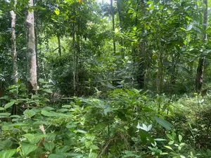Kandy : 1040 perches Rubber land for Sale