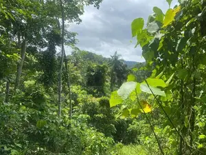 Kandy : 1040 perches Rubber land for Sale