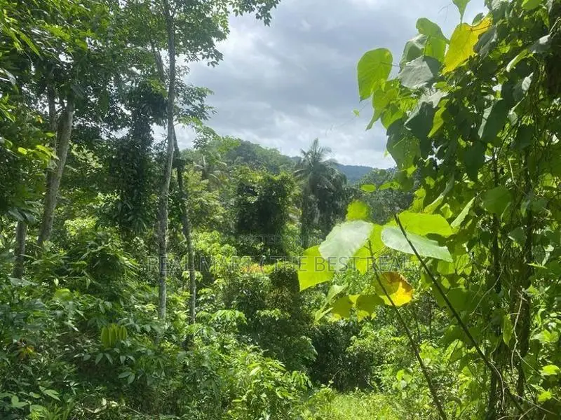 Kandy : 1040 perches Rubber land for Sale