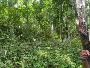 Kandy : 1040 perches Rubber land for Sale
