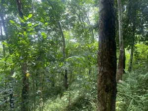 Kandy : 1040 perches Rubber land for Sale