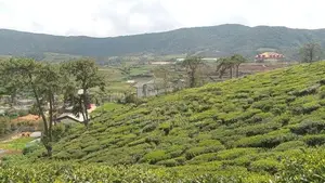 Land for sale Nuwara Eliya