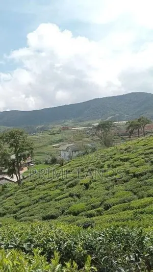View point land for sale Nuwara Eliya