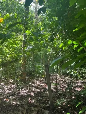 Mahawa : 80 perches Land for Sale at Nagollagama road