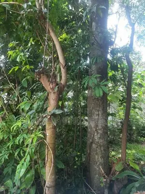 Land For Sale In Raththanapitiya