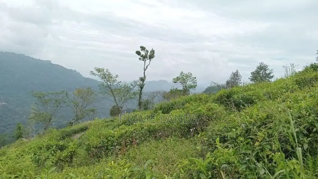 Land for Sale Nuwara Eliya Pussellawa