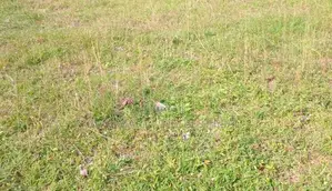 Colombo 9 : 93 perches Commercial Land for Sale facing Maradana road