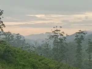 Land for Sale Nuwara Eliya Pussellawa
