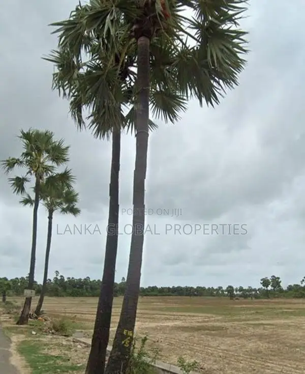 Land for Sale in Vallichanthai