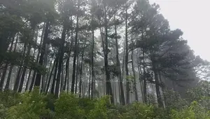 Land for Sale Nuwara Eliya