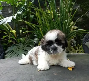 Shih Tzu Puppies