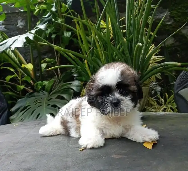 Shih Tzu Puppies