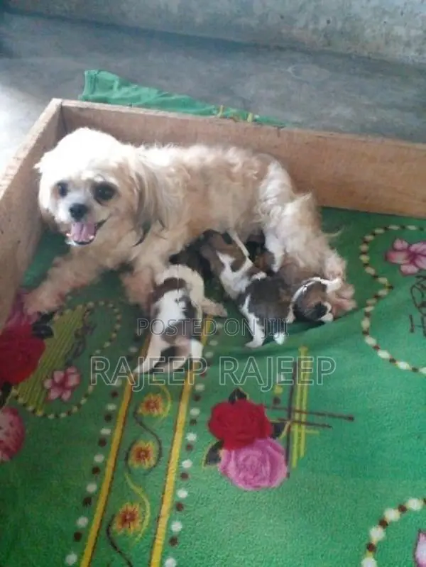 Shih Tzu Puppies
