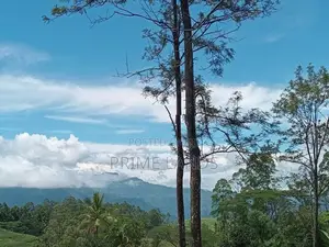 Land for Sale Tea Estate