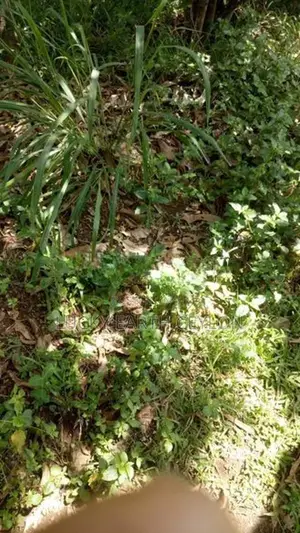 Ragama Bare Land in A Prime Location