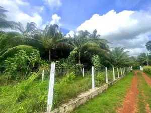 Coconut Grown Land Facing Bus Rd Anamaduwa - Putlam District Chillaw