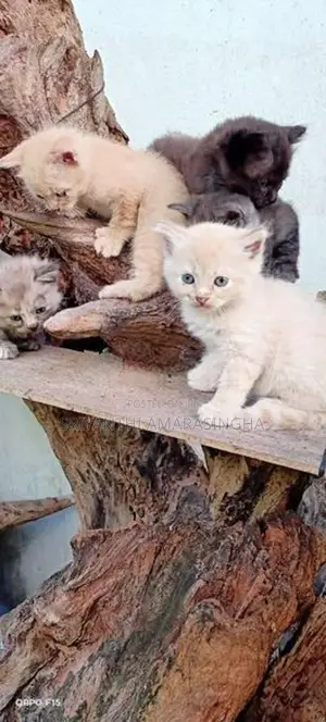 persian cats