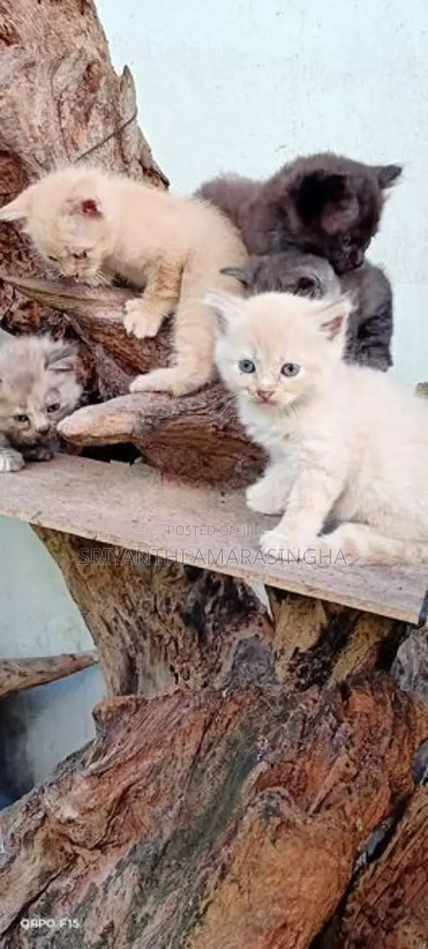 persian cats