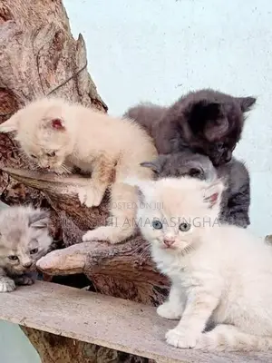 persian cats