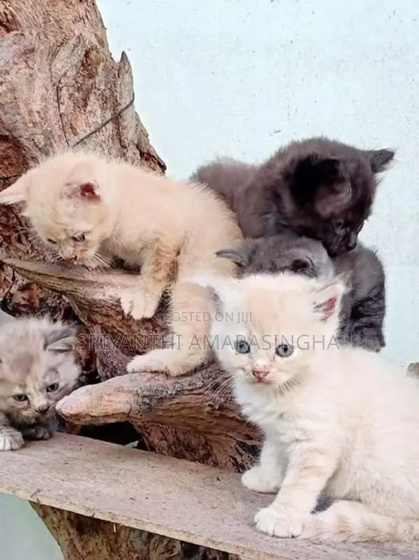 persian cats
