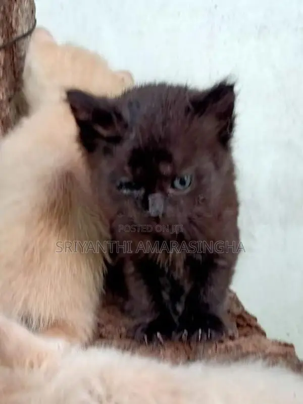 persian cats