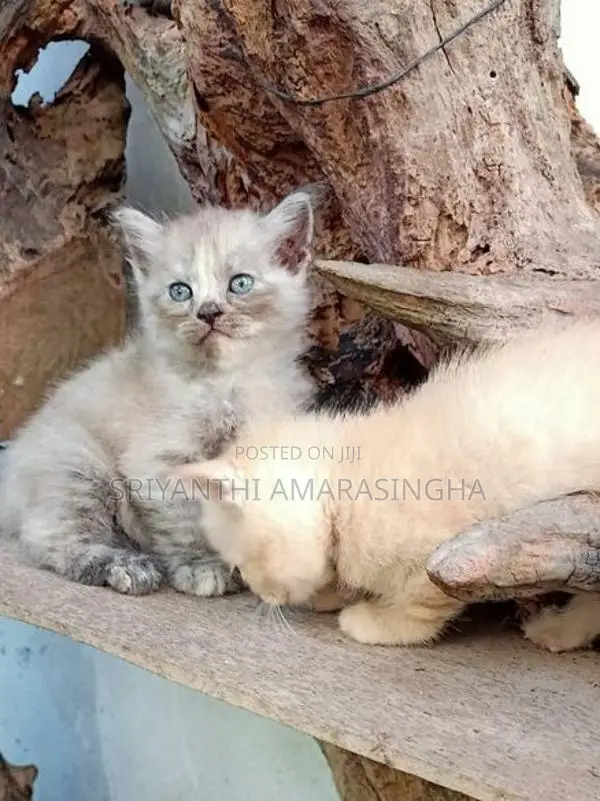 persian cats