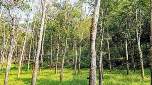 (AFA721) 19 Acres Land for sale in NEBODA-MATUGAMA