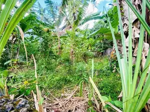 (AFA725) 20 P Bare Land Sale At Uthuwankanda Road Thalawathugoda