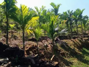 (AFA717) Land for sale in Eheliyagoda