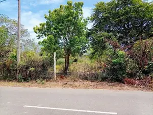 (AFA728) 147.25 P Beach Facing Land Sale At Kahadamodara Rekewa Ranna