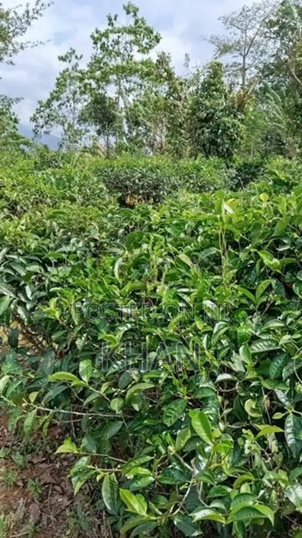 Tea Estate for Sale Alawatugoda