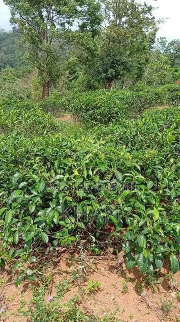 Tea Estate for Sale Alawatugoda
