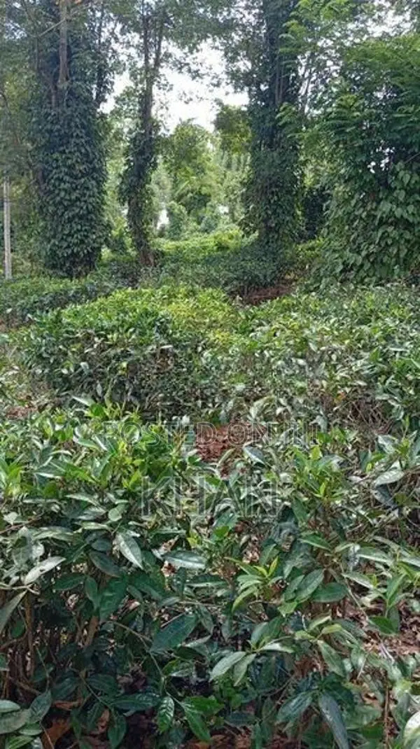 Tea Estate for Sale Alawatugoda