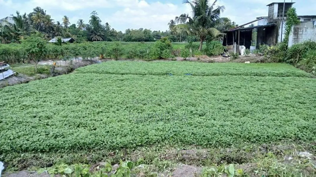 Land for Sale in Boralesgamuwa