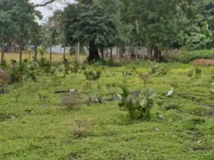 Valuable Roadside Land with House for Sale In Vavuniya