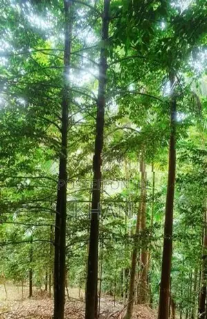 Land for Sale Matale