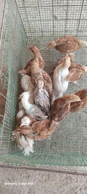 Hybrid Chick