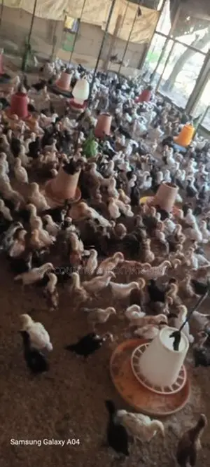ගම් කුකූල්