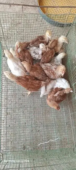 Hybrid Chick