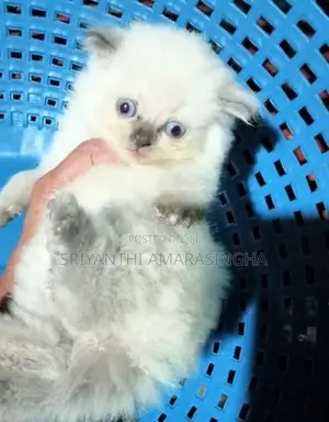 persian cats