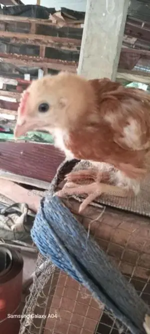 சேவல் குஞ்சு