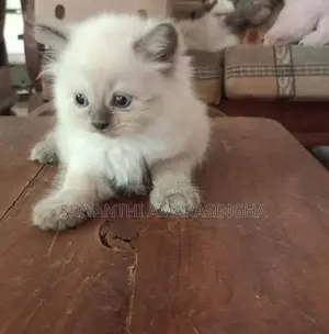 persian cats