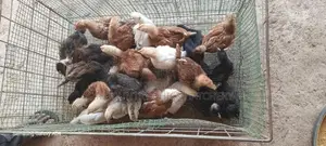 Hybrid Chick