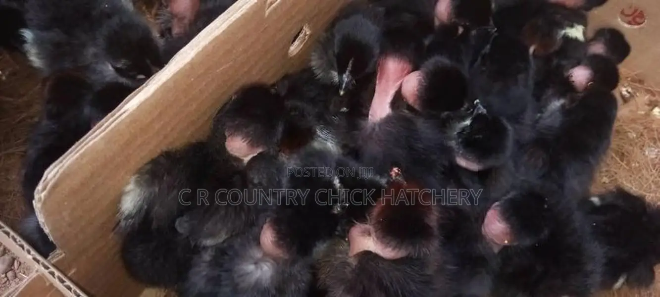 ஊர் கோழி குஞ்சு