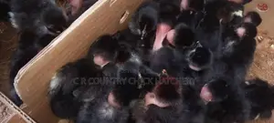 ஊர் கோழி குஞ்சு