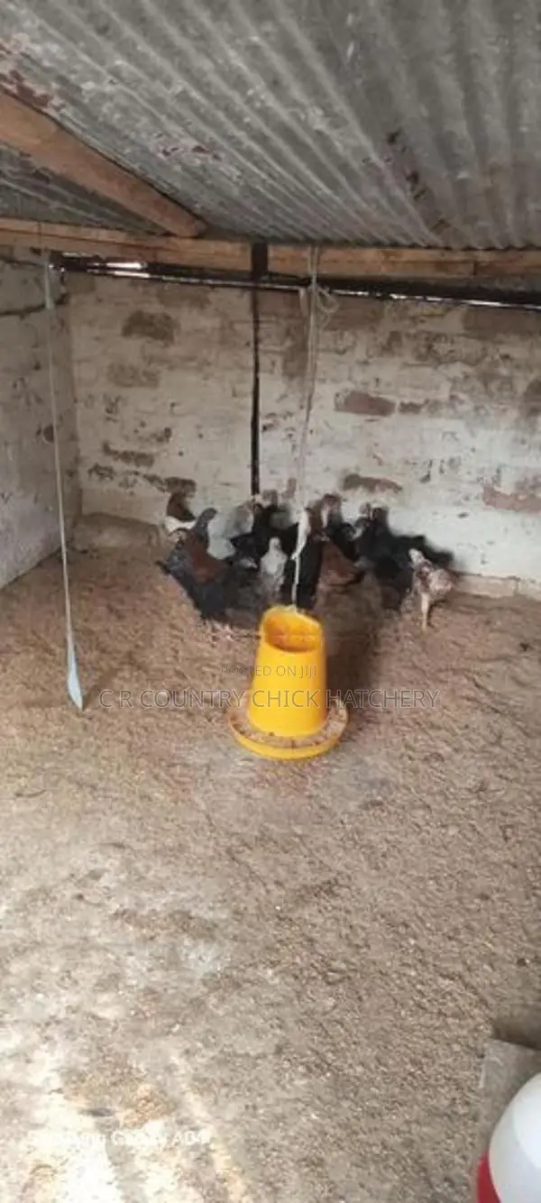 ගම් කිකිලි පැටවු