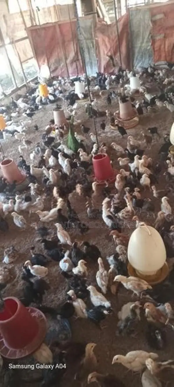 ගම් කුකුලු (පිරිමි ) පැටවු