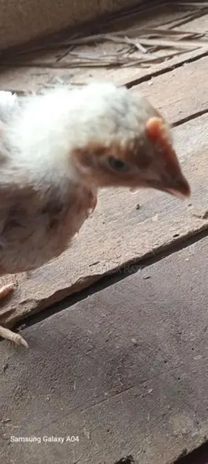 சேவல் குஞ்சு